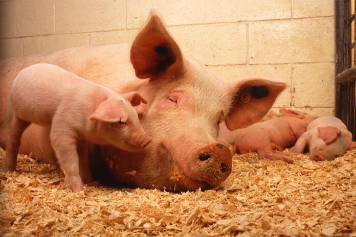 The performance thief:  gut health determines pig productivity