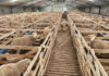 Intensive lambing systems help unlock genetic potential