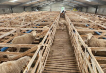 Intensive lambing systems help unlock genetic potential