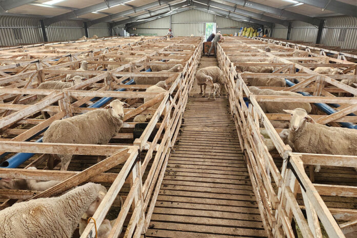 Intensive lambing systems help unlock genetic potential