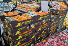 ‘Highly unusual’ South African citrus season tests industry resilience