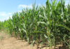 How AI is shortening the path to better crop protection