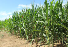 How AI is shortening the path to better crop protection