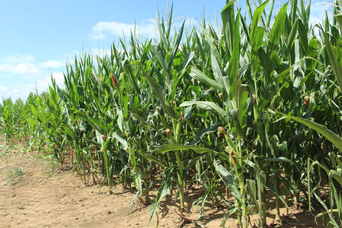 How AI is shortening the path to better crop protection