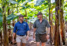 Agrico delivers unique irrigation solutions for Inyoni bananas