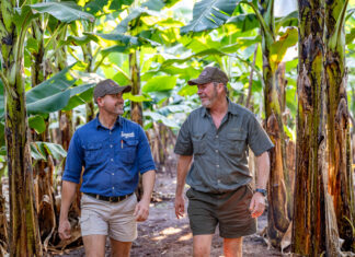 Agrico delivers unique irrigation solutions for Inyoni bananas