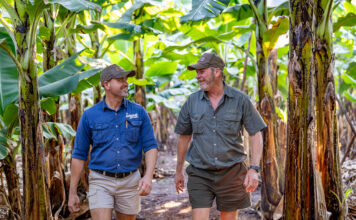 Agrico delivers unique irrigation solutions for Inyoni bananas