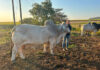Double Bar Brahmans: bred tough in the KZN thornveld