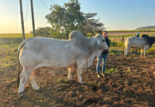 Double Bar Brahmans: bred tough in the KZN thornveld
