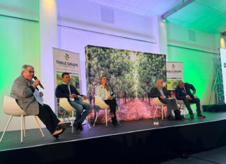Climate uncertainty reshapes table grape industry thinking