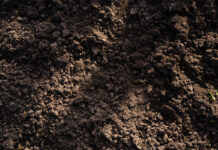 Significance of soil mapping in productive vineyards