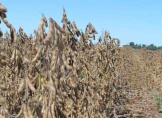 Are South Africa’s soya bean yields finally catching up?