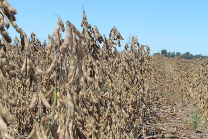 Are South Africa’s soya bean yields finally catching up?