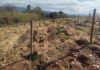 How to prepare your vines and orchards for spring