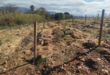 How to prepare your vines and orchards for spring