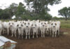 Harrobi Brahman stud champions beef production in Namibia