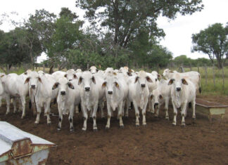 Harrobi Brahman stud champions beef production in Namibia