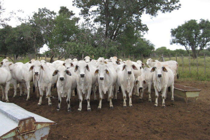 Harrobi Brahman stud champions beef production in Namibia