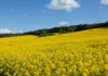 A farmer’s lessons on canola, survival and success