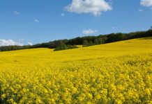 A farmer’s lessons on canola, survival and success