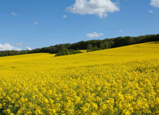 A farmer’s lessons on canola, survival and success