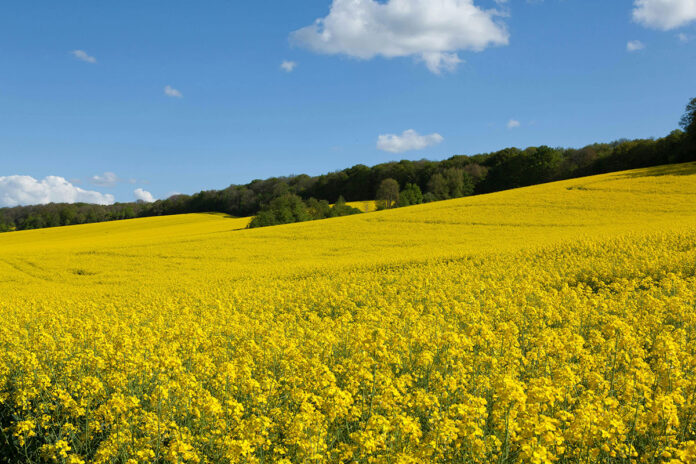 A farmer’s lessons on canola, survival and success
