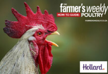 Your ultimate guide to poultry farming