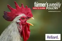 Your ultimate guide to poultry farming