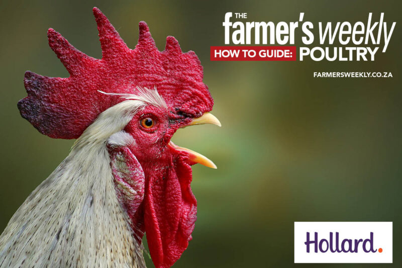 Your ultimate guide to poultry farming