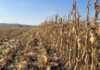 Field crops face leaner years as margins tighten
