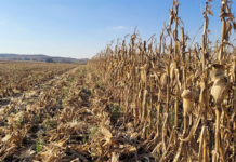Field crops face leaner years as margins tighten