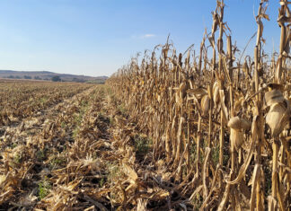Field crops face leaner years as margins tighten