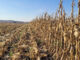 Field crops face leaner years as margins tighten