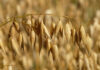 Investigation ends illegal brown-bag oat seed sales