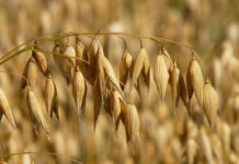 Investigation ends illegal brown-bag oat seed sales