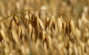 Investigation ends illegal brown-bag oat seed sales