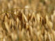 Investigation ends illegal brown-bag oat seed sales