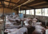 More than space: designing pig housing systems for the future pigs housing