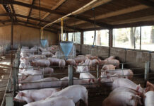 More than space: designing pig housing systems for the future pigs housing