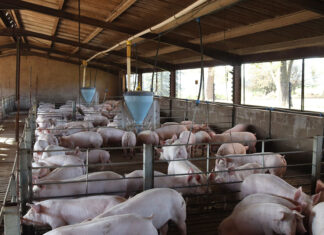More than space: designing pig housing systems for the future pigs housing