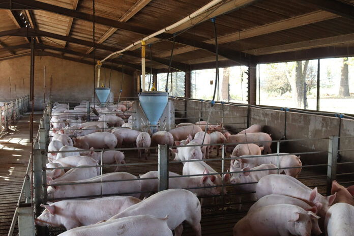 pigs housing