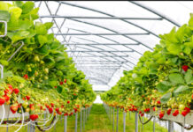 SA’s small strawberry industry packs high value