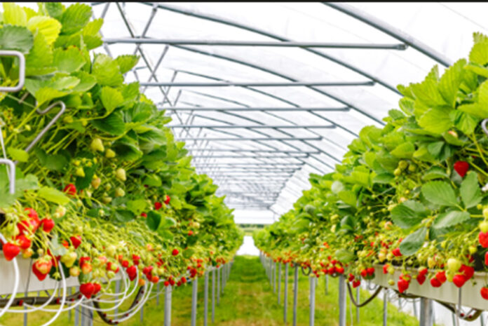 SA’s small strawberry industry packs high value