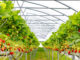 SA’s small strawberry industry packs high value