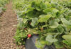 Creating optimum growing conditions for strawberries