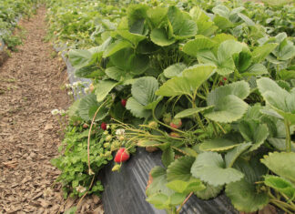 Creating optimum growing conditions for strawberries