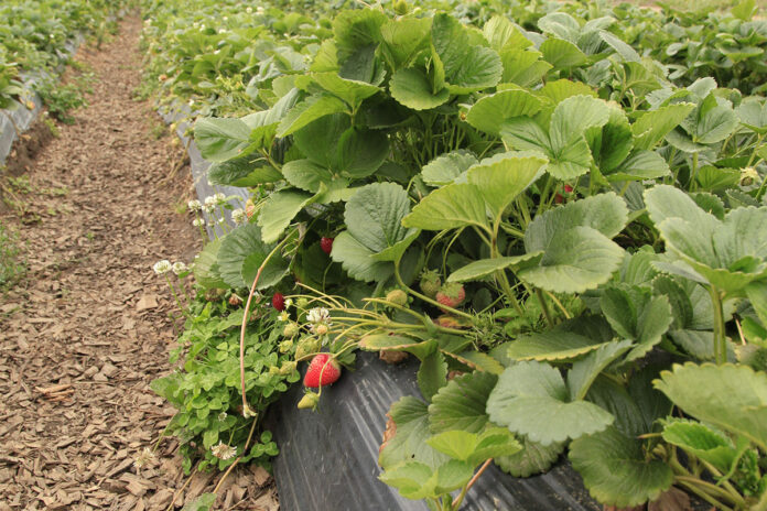 Creating optimum growing conditions for strawberries