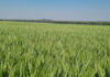 Grain SA calls for affordable crop insurance as dry weather threatens Swartland wheat