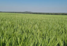 Grain SA calls for affordable crop insurance as dry weather threatens Swartland wheat