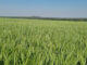 Grain SA calls for affordable crop insurance as dry weather threatens Swartland wheat